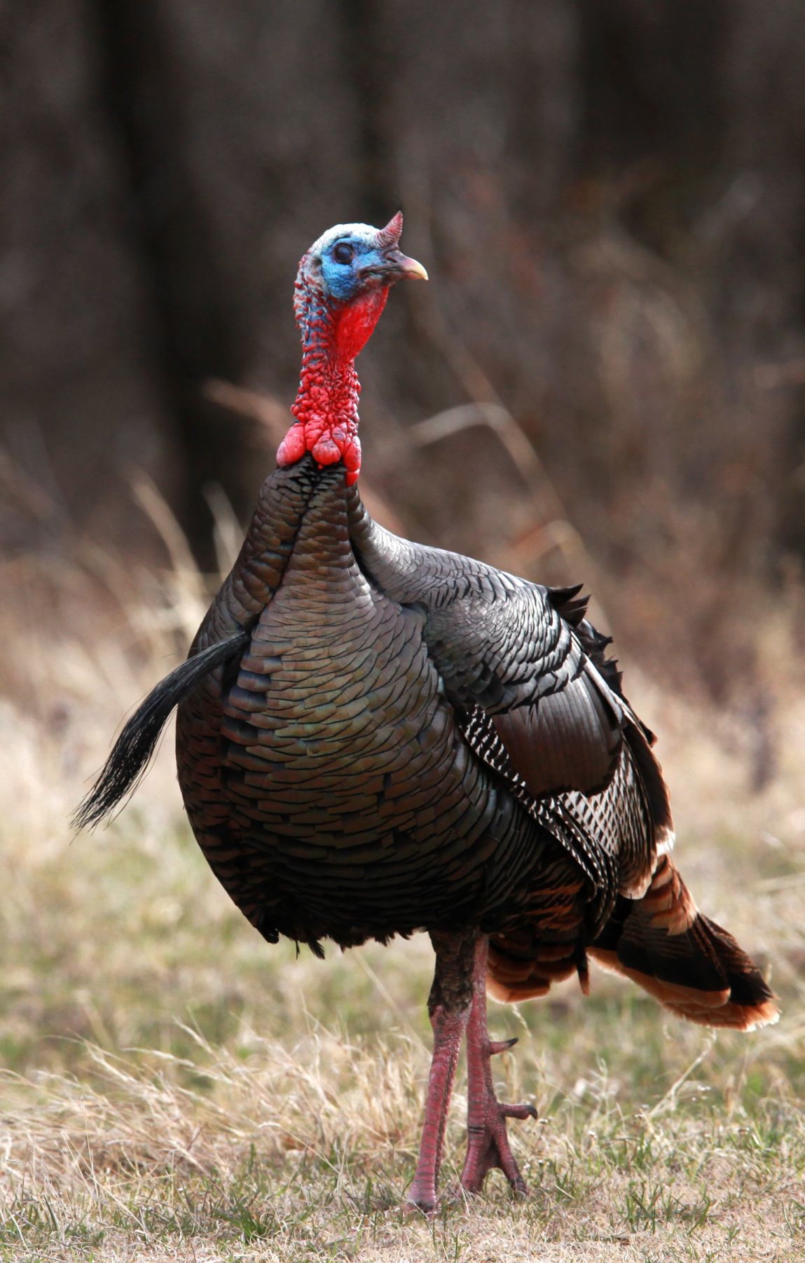 State game bird